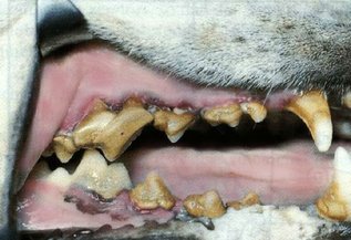 tartar dog teeth cleaning