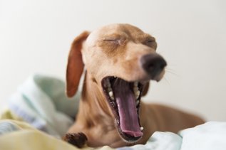 Toothy Dog Yawn