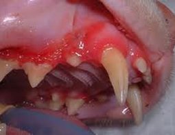 Stomatitis in a Cat