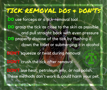 Tick Removal Dos and Donts